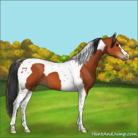 Horse Color:Brown Tobiano 
