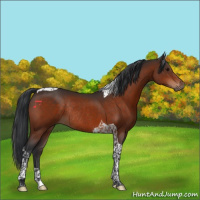 Horse Color:Bay Tobiano Rabicano 