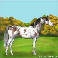 Horse Color:White Spotted Bay Splash Tobiano Rabicano 