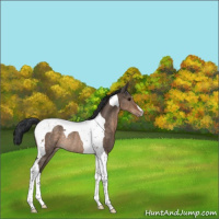 Horse Color:Brown Dun Tobiano Appaloosa Rabicano