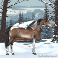 Horse Color:Brown Tobiano Appaloosa 