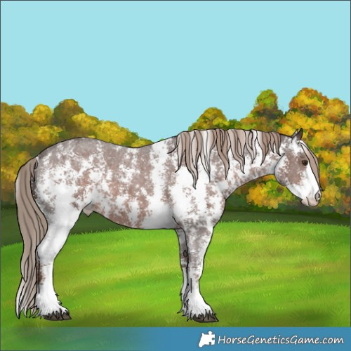 Horse Color:Liver Chestnut Sabino Appaloosa 