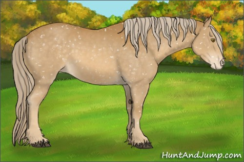 Horse Color:Palomino Sabino Appaloosa Rabicano 
