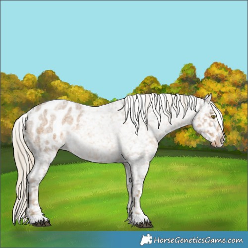 Horse Color:Chocolate Palomino Roan Appaloosa Rabicano 