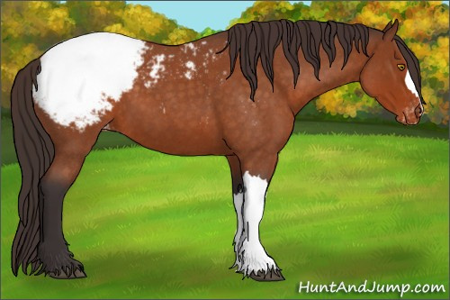 Horse Color:Buckskin Roan Appaloosa 