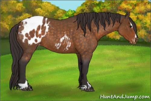 Horse Color:Buckskin Roan Sabino Appaloosa Rabicano 