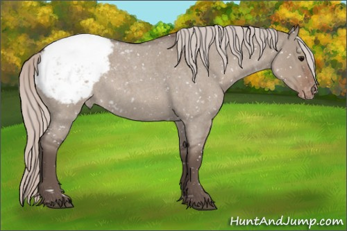 Horse Color:Silver Grullo Roan Appaloosa 