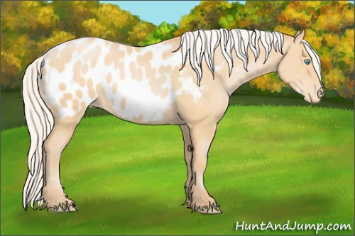 Horse Color:Silver Buckskin Pearl Appaloosa 