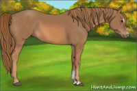 Horse Color:Chestnut Sabino 