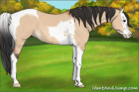 Horse Color:Bay Dun Splash Tobiano