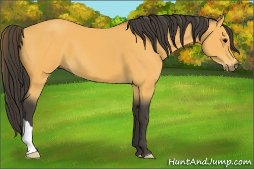 Horse Color:Buckskin