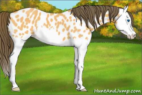 Horse Color:Buckskin Splash Appaloosa