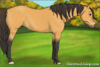 Horse Color:Buckskin