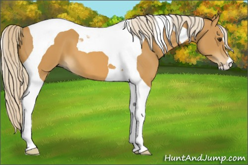 Horse Color:Palomino Tobiano