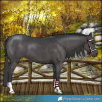 Horse Color:Black 