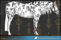 Horse Color:Silver Black Chinchilla Appaloosa 