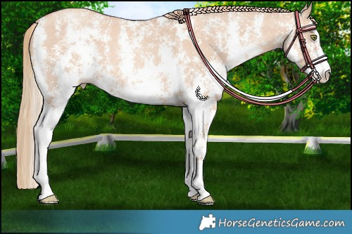 Horse Color:Gold Champagne Dun Sabino 