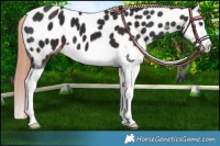 Horse Color:Liver Chestnut Splash Appaloosa 