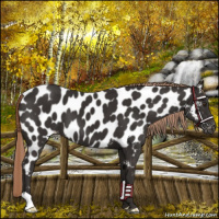 Horse Color:Liver Chestnut Near Leopard 