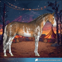 Horse Color:White Spotted Silver Buckskin 