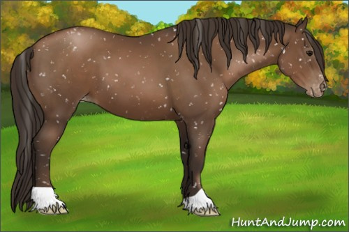 Horse Color:Gray Black Pearl Appaloosa 
