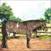 Horse Color:White Spotted Liver Red Dun Brindle 