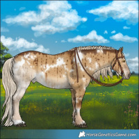 Horse Color:White Spotted Chocolate Palomino Dun Brindle 