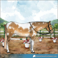 Horse Color:White Spotted Chocolate Palomino Dun Tobiano 