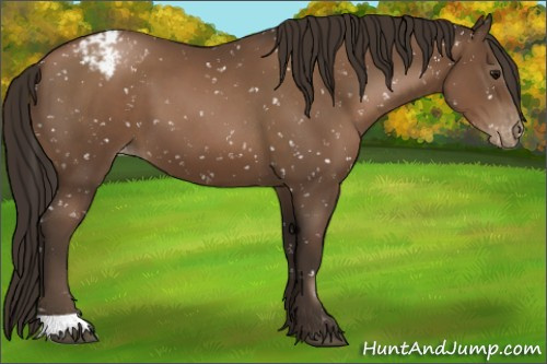 Horse Color:Gray Black Pearl Appaloosa 