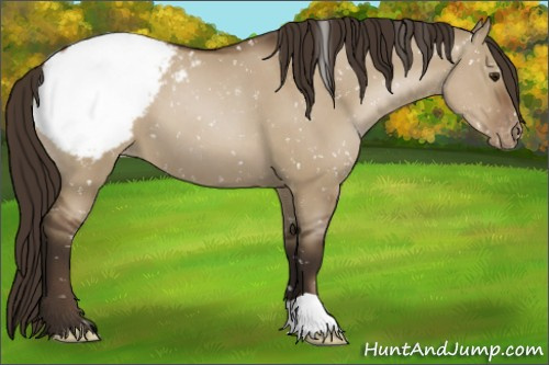 Horse Color:Gray Grullo Pearl Appaloosa 