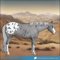 Horse Color:Smoky Black Chinchilla Appaloosa