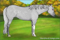 Horse Color:Silver Grullo Chinchilla 