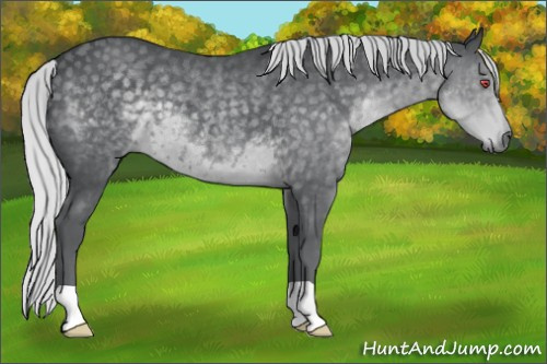 Horse Color:Silver Black Chinchilla 