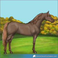 Horse Color:Liver Red Dun Rabicano 