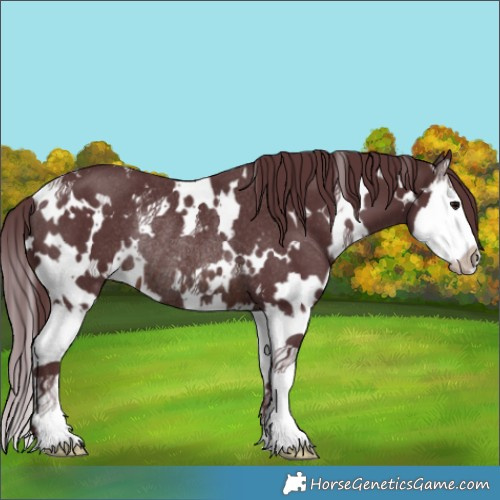 Horse Color:White Spotted Chocolate Brown Splash Rabicano