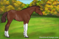Horse Color:Chocolate Brown Tobiano Rabicano 