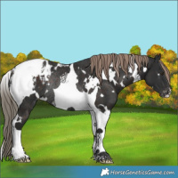 Horse Color:White Spotted Liver Chestnut Tobiano Appaloosa Rabicano 