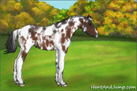 Horse Color:White Spotted Brown Tobiano 