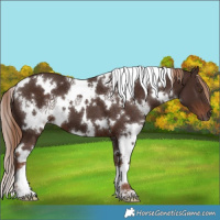 Horse Color:White Spotted Liver Chestnut 