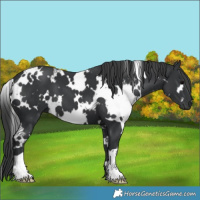 Horse Color:White Spotted Black 