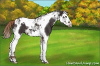 Horse Color:Liver Chestnut Splash Tobiano 