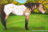 Horse Color:Bay Appaloosa 