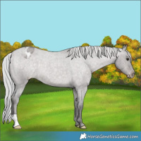 Horse Color:Platinum Silver Brown Roan Dun Appaloosa 