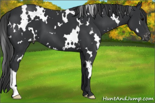Horse Color:Platinum White Spotted Black Appaloosa 