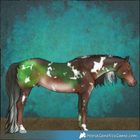 Horse Color:White Spotted Liver Chestnut