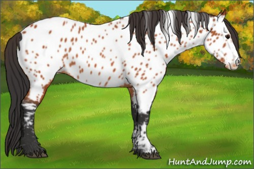 Horse Color:Bay Appaloosa 