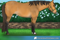 Horse Color:Buckskin 