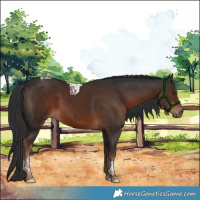 Horse Color:Liver Chestnut Tobiano 