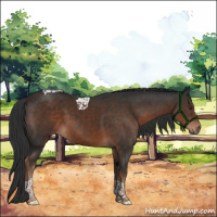 Horse Color:Liver Chestnut Tobiano