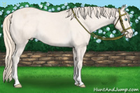 Horse Color:Perlino Appaloosa 